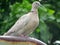 Tobacco Dove bird perched on a metal pole