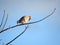 Tobacco Dove looking downwards from up high on a twig