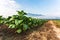 Tobacco farm in morning near road.