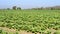 Tobacco farm plants of thailand