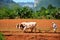 Tobacco farm in Vinales, Cuba