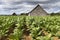 Tobacco farming on Cuba