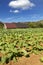 Tobacco farming on Cuba