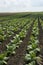 Tobacco field