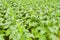 Tobacco Field