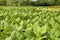 Tobacco field in Cuba