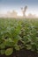 Tobacco field in Cuba