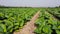 Tobacco field landscape in countryside of Thailand