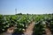 Tobacco field near Isola della Scala, Italy