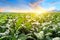 The tobacco field in the sunset time