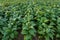 Tobacco field, Tobacco big leaf crops growing in tobacco plantation field