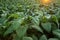 Tobacco field, Tobacco big leaf crops growing in tobacco plantation field