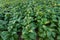 Tobacco field, Tobacco big leaf crops growing in tobacco plantation field