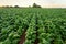 Tobacco field, Tobacco big leaf crops growing in tobacco plantation field