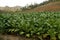 Tobacco field in a Vinales countryside in Cuba