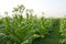 Tobacco fields plant of thailand