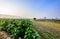 Tobacco fields and saplings, mountain views in the countryside