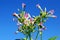 Tobacco flower