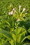 Tobacco flower