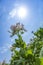 Tobacco flowers against a blue sky.