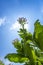 Tobacco flowers against a blue sky.