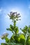 Tobacco flowers against a blue sky.