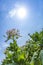 Tobacco flowers against a blue sky.