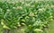 Tobacco Flowers In Farm Plant