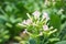 Tobacco Flowers In Farm Plant