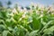 Tobacco Flowers In Farm Plant