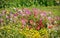 Tobacco flowers in garden