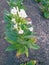 tobacco flowers in Indonesia