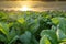 Tobacco growing in field, Tobacco Industry for Agriculture and Export