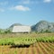 Tobacco harvest