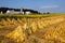 Tobacco Harvest