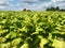 Tobacco Harvest Time