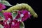A tobacco hornworm is eating a wild flower.