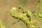 Tobacco hornworm moth caterpillar