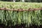 Tobacco leafs drying in a farm, in vinales, cuba