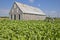 Tobacco leaves growing in sun near tobacco barn in central Cuba