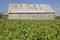 Tobacco leaves growing in sun near tobacco barn in central Cuba