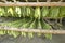 Tobacco leaves hanging out to dry in tobacco barn in central Cuba