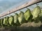 Tobacco Leaves Hanging To Dry