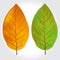 Tobacco leaves vector illustration