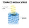 Tobacco mosaic virus