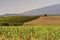 Tobacco Nicotiana tabacum and cherry grove growing in the foothills