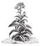 Tobacco Nicotiana tabacum, vintage engraving