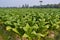 Tobacco plant in farm of thailand