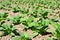 Tobacco plant in farm of thailand