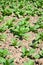 Tobacco plant in farm of thailand